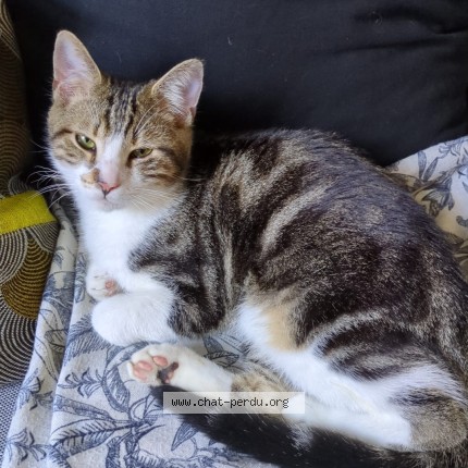 Photo de chat perdu à Rennes