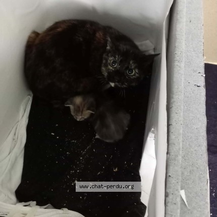 Photo de chat trouvé à Montauban