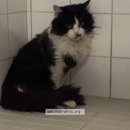 Photo de chat trouvé à Montauban