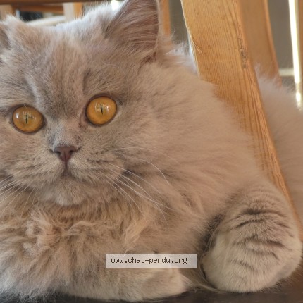 Photo de chat perdu à 1348 Louvain La Neuve