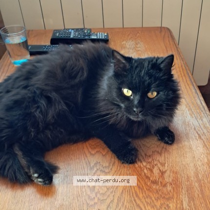 Photo de chat perdu à Geneuille