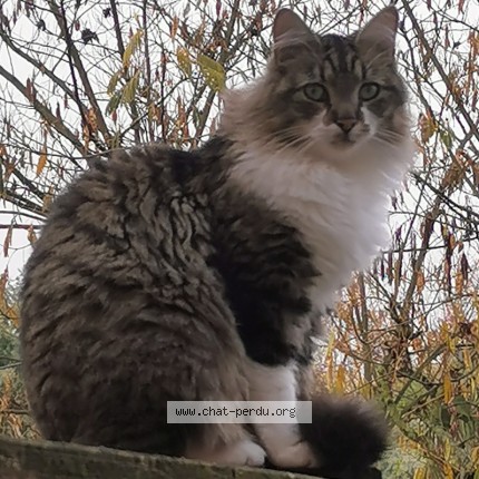 Photo 1/4 Tom Chat perdu à Taverny