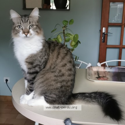 Photo 2/4 Chat retrouvé Perdu à Taverny