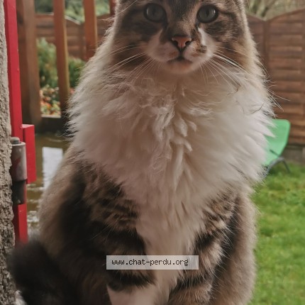 Photo 3/4 Tom Chat perdu à Taverny