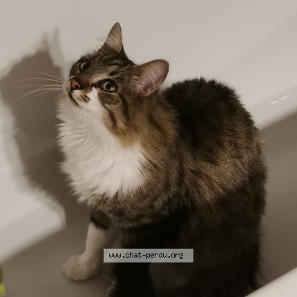 Photo 4/4 Tom Chat perdu à Taverny