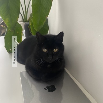 Photo de chat perdu à Coarraze