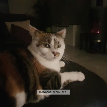 Photo de chat perdu à Fublaines