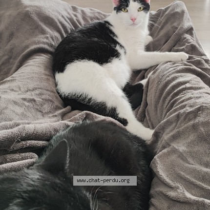 Photo 1/1 Viktor Chat perdu à Norville