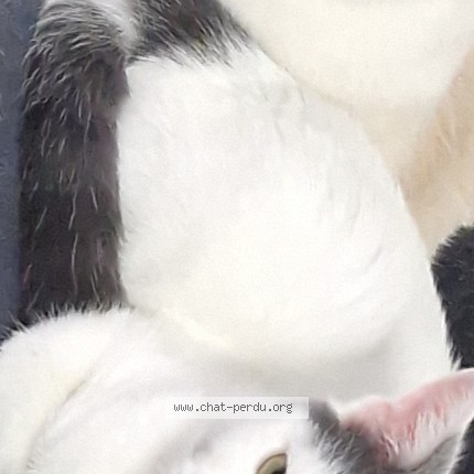 Photo de chat perdu à Libourne