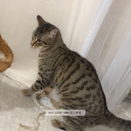Photo 1/1 BOUBOU Chat perdu à Saint jean de braye