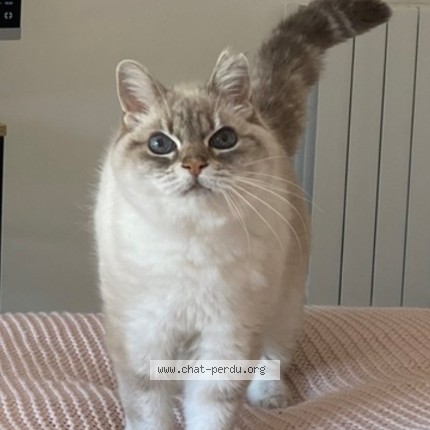 Photo de chat perdu à Homecourt