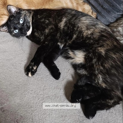 Photo de chat perdu à Haute Avesnes