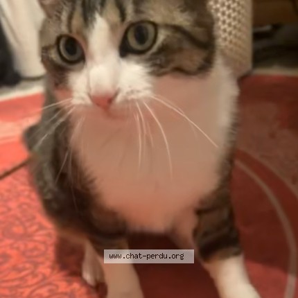 Photo de chat perdu à Villers L Eveque