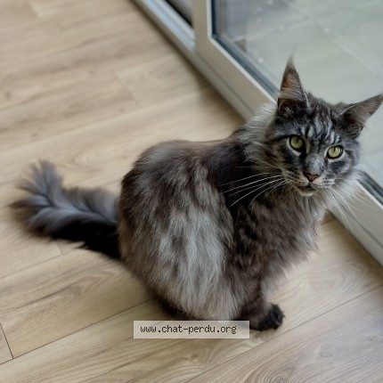 Photo de chat perdu à Lambersart