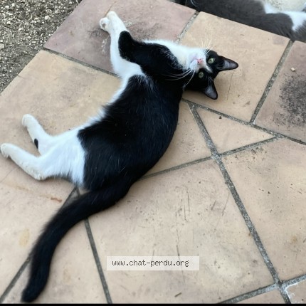 Photo de chat perdu à Laudun