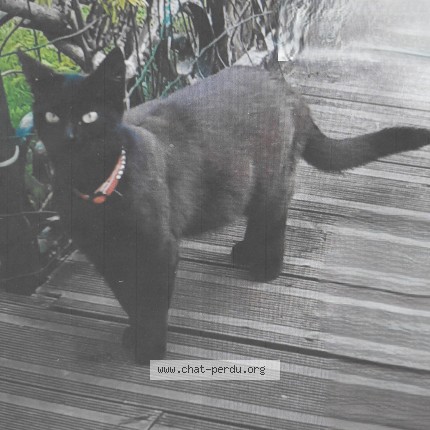 Photo de chat perdu à Saint Ouen Sur Iton