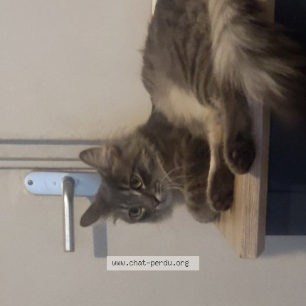 Photo de chat perdu à Le Blanc Mesnil