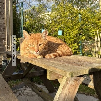 Photo de chat perdu à Trelaze