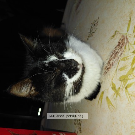 Photo de chat trouvé à Mareau Aux Pres