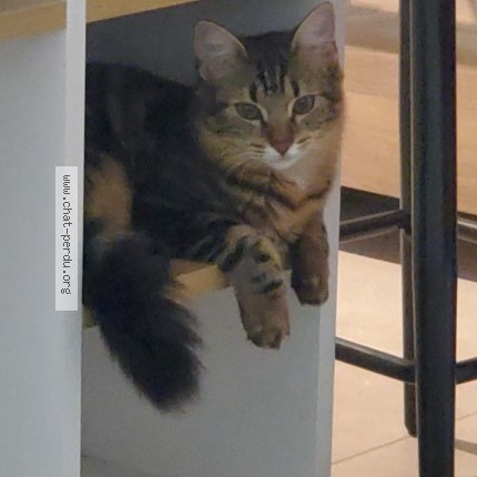 Photo 1/1 Aida Chat perdu à Toulouse