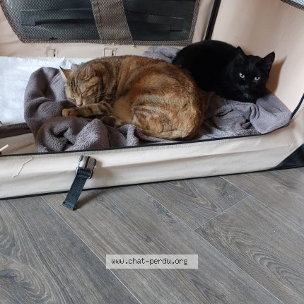 Photo 2/2 Batman Chat perdu à Pernes les fontaines