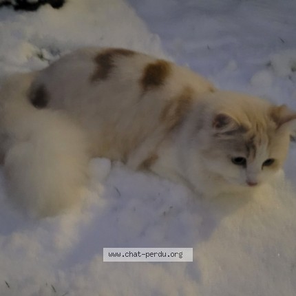 Photo 1/1 Nounours Chat perdu à Beauchamp