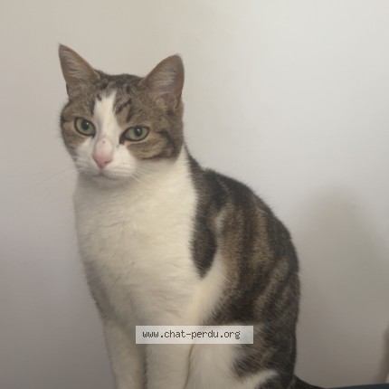 Photo 1/1 Luffy Chat perdu à Toulouse