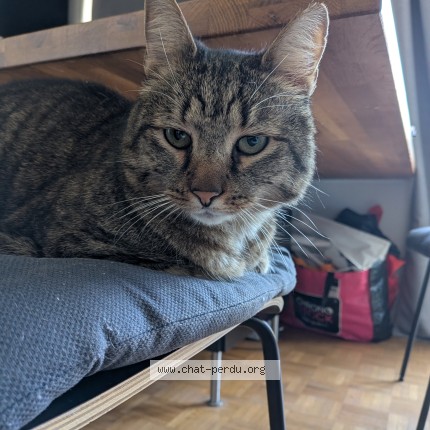 Photo 1/1 Chat retrouvé Trouvé à Etterbeek