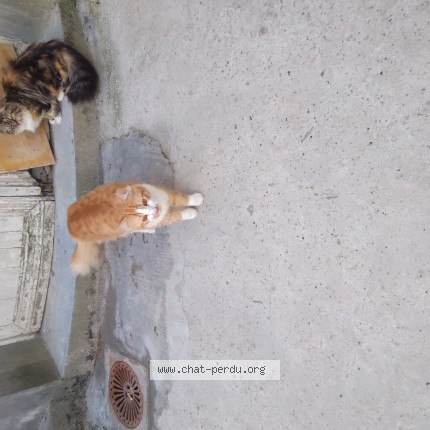 Photo de chat trouvé à Valenciennes