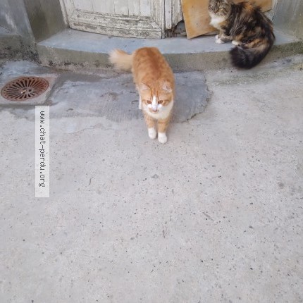 Photo 1/1 Chat trouvé Trouvé à Valenciennes