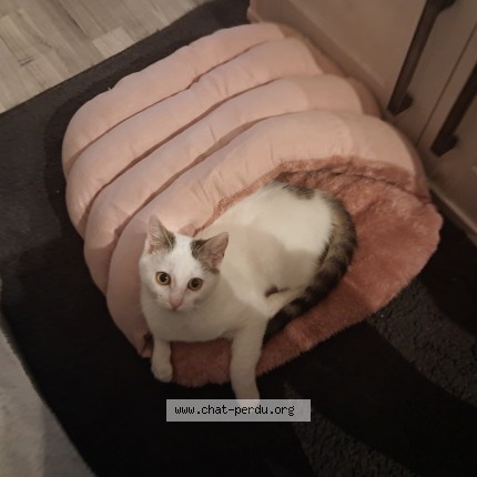 Photo de chat perdu à La Ferte Gaucher