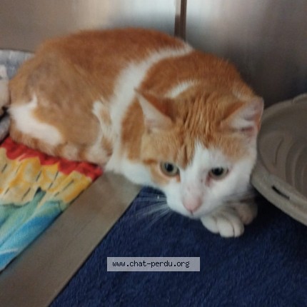 Photo de chat trouvé à Tonnay Charente