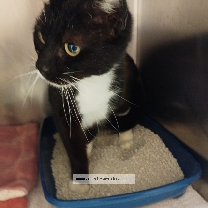 Photo 1/1 Chat trouvé Trouvé à Chatelaillon plage