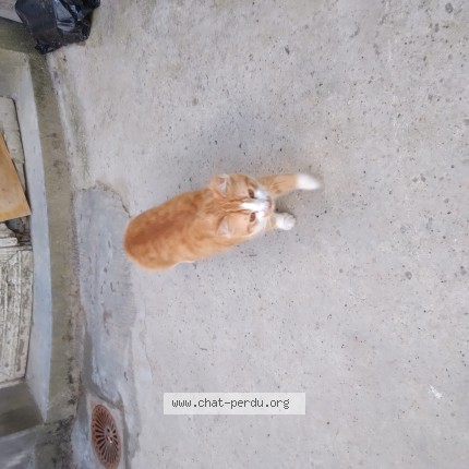Photo de chat trouvé à Valenciennes