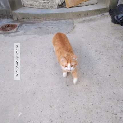 Photo 1/1 Chat trouvé Trouvé à Valenciennes