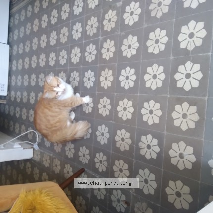 Photo de chat trouvé à Valenciennes