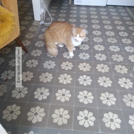 Photo 1/1 Chat trouvé Trouvé à Valenciennes