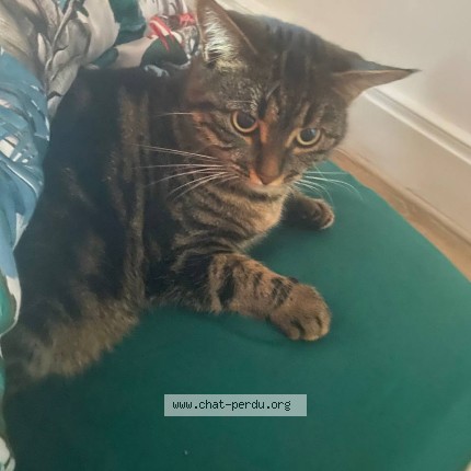 Photo 1/1 Pirouette Chat perdu à Rochefort