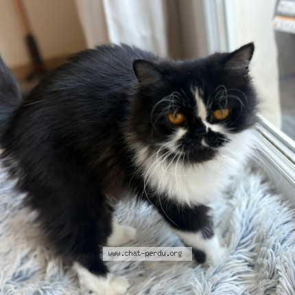 Photo de chat perdu à Labastide D Anjou