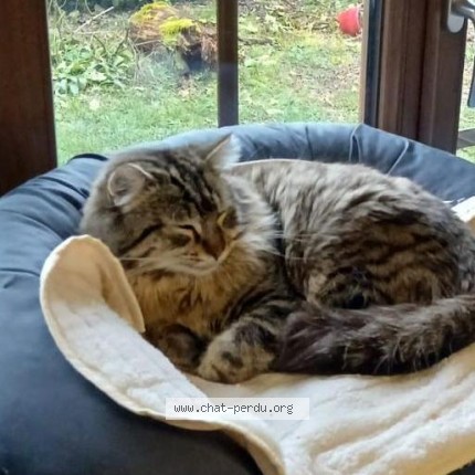 Photo de chat perdu à Saint Egreve