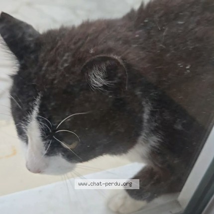 Photo de chat trouvé à Tarbes