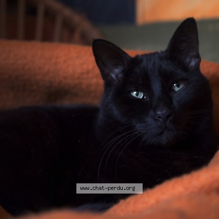 Photo 1/1 Neko Chat perdu à Limours