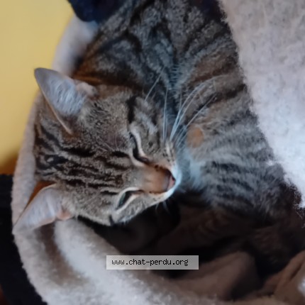 Photo de chat perdu à Saint Briac Sur Mer