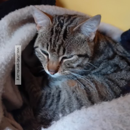 Photo 1/1 Rio Chat perdu à Saint briac sur mer