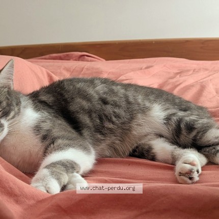 Photo de chat trouvé à Saint Sebastien Sur Loire