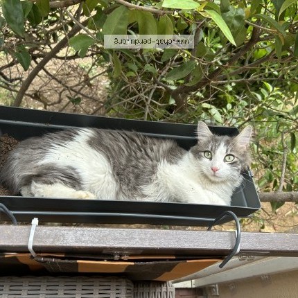 Photo 1/1 Chat retrouvé Perdu à Saint Laurent Du Var