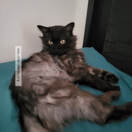 Photo 1/1 Nala Chat perdu à Lorient