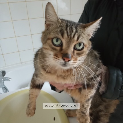 Photo 1/1 Chat trouvé Trouvé à Quimper