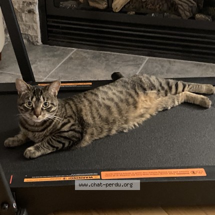 Photo 1/1 Capucine Chat perdu à Laval Ouest