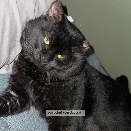Photo 1/1 Chat retrouvé Perdu à Montreal